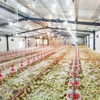 Tavuk Evi Çiftliği